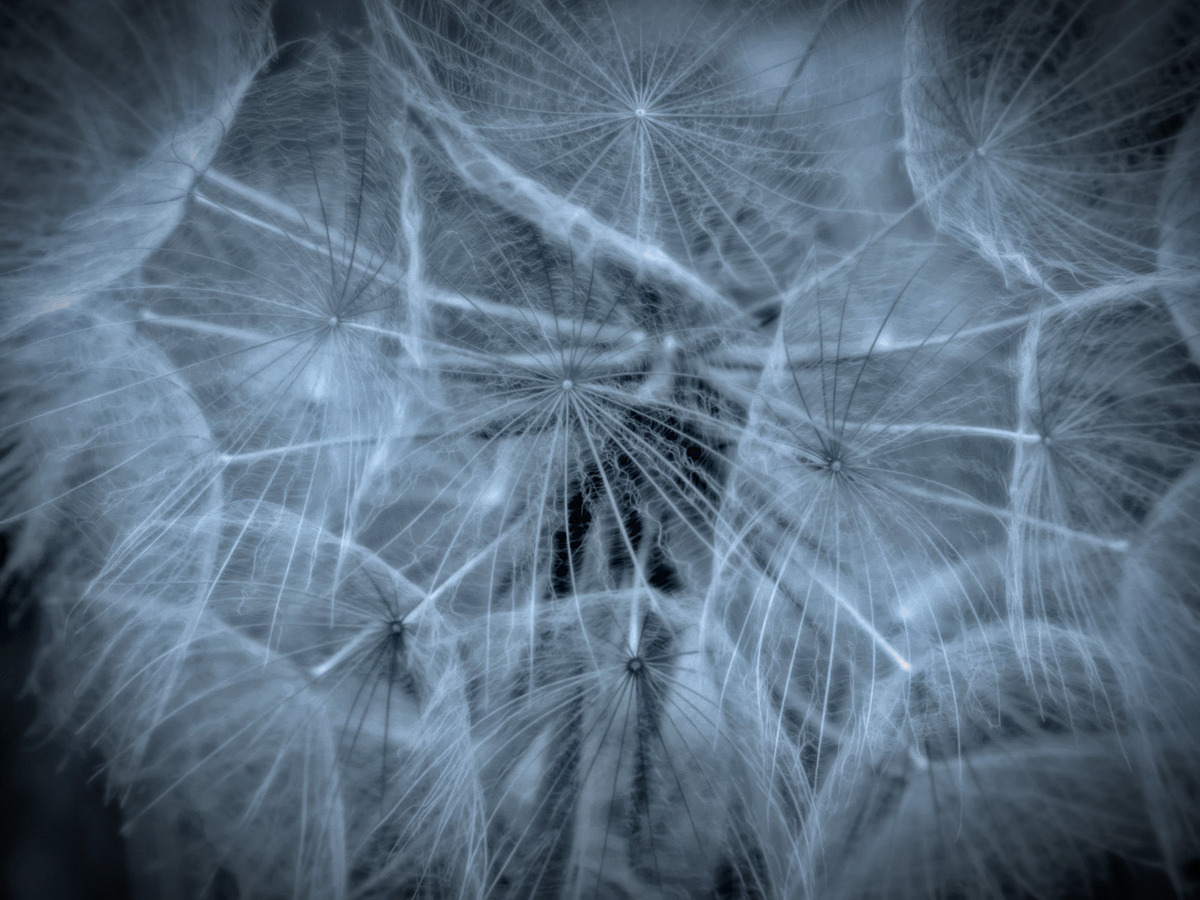 Gone to Seed - Julie Humphries